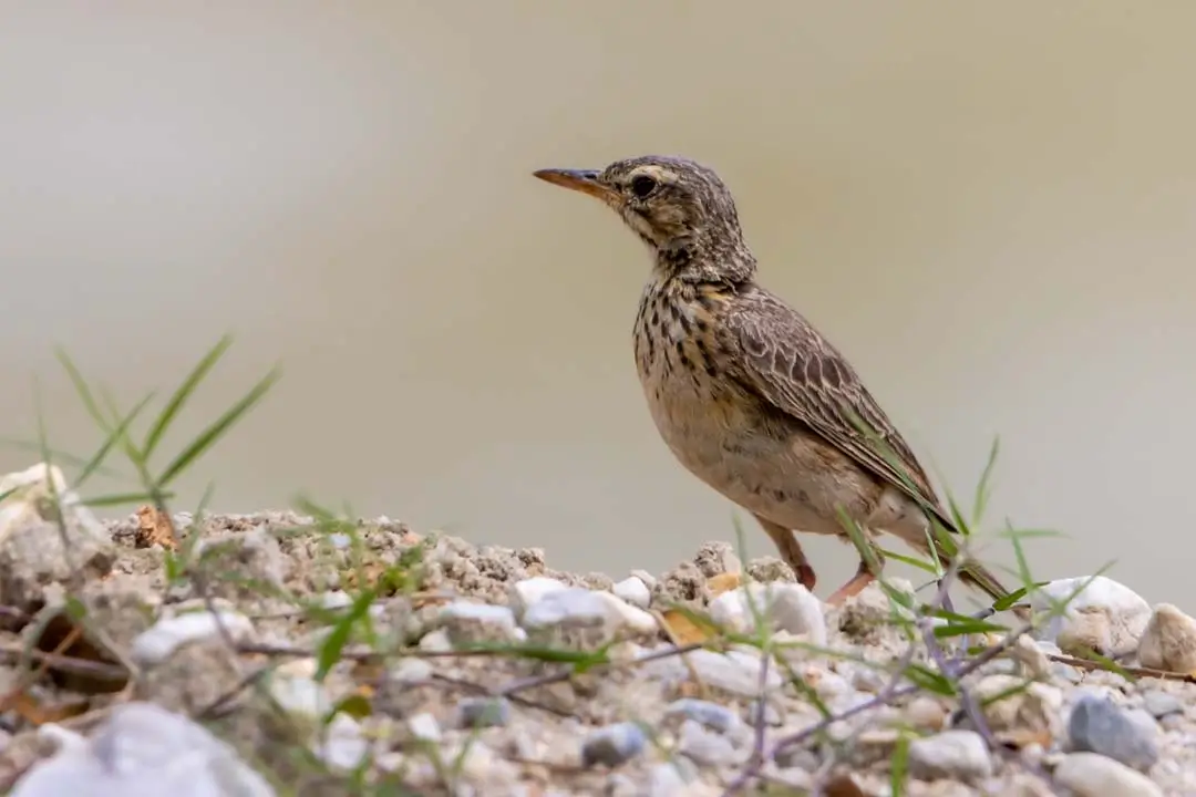 Bushveld Pipit